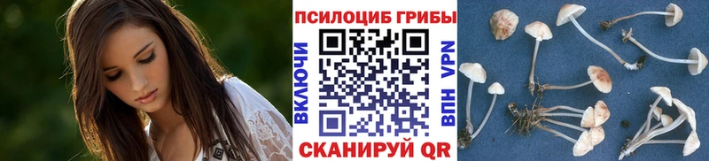 Галлюциногенные грибы Psilocybe  kraken tor  Емва 